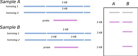 8.6: DNA Analysis .